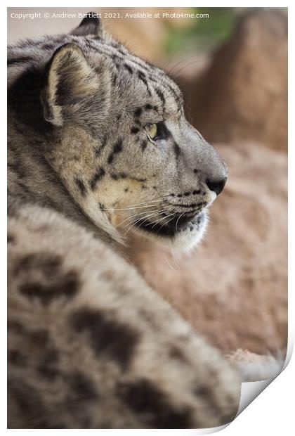 A close up of a Snow Leopard Print by Andrew Bartlett