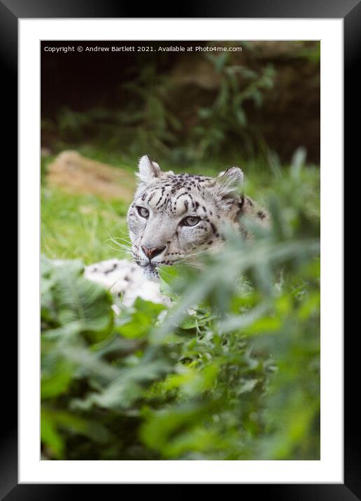 A close up of a Snow Leopard. Framed Mounted Print by Andrew Bartlett