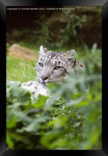 A close up of a Snow Leopard. Framed Print by Andrew Bartlett