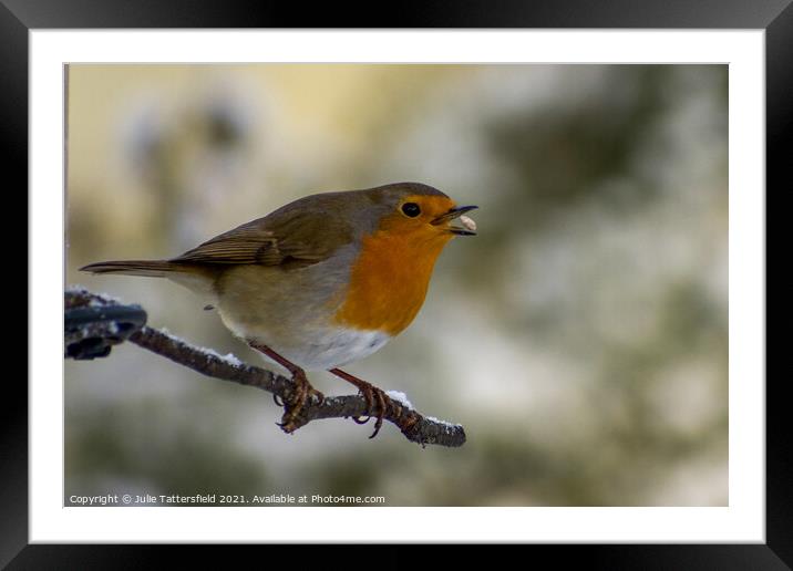 Robin catching the sunflower seed in the snow Framed Mounted Print by Julie Tattersfield