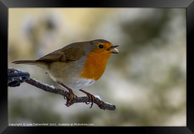 Robin catching the sunflower seed in the snow Framed Print by Julie Tattersfield