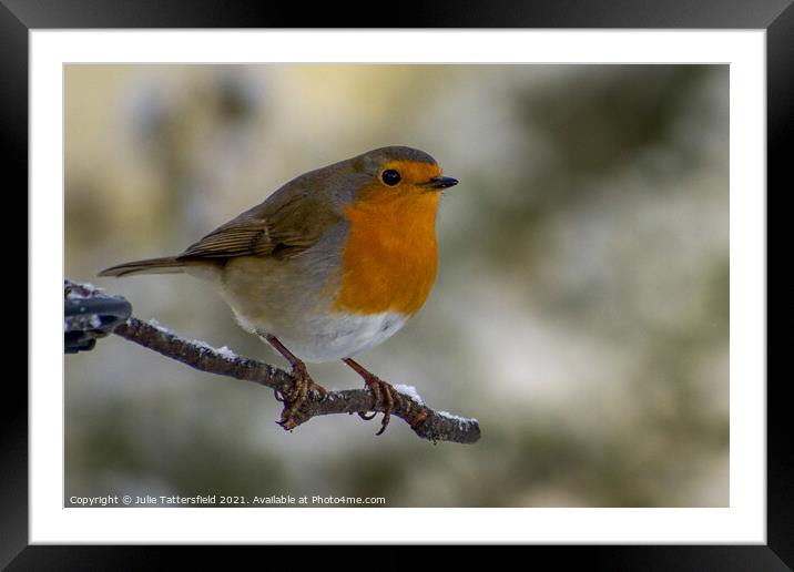 A robin keeping one eye on me! Framed Mounted Print by Julie Tattersfield