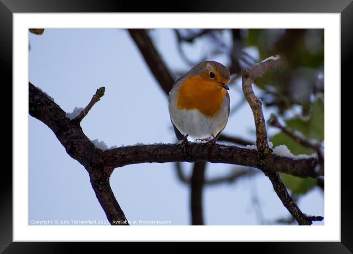 Robin perched in the snow Framed Mounted Print by Julie Tattersfield