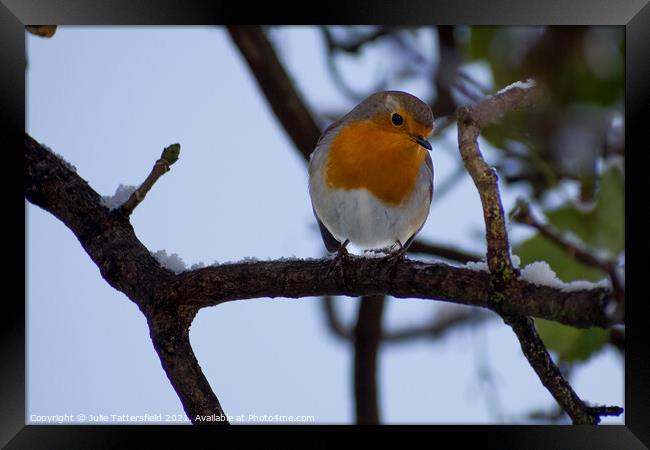 Robin perched in the snow Framed Print by Julie Tattersfield