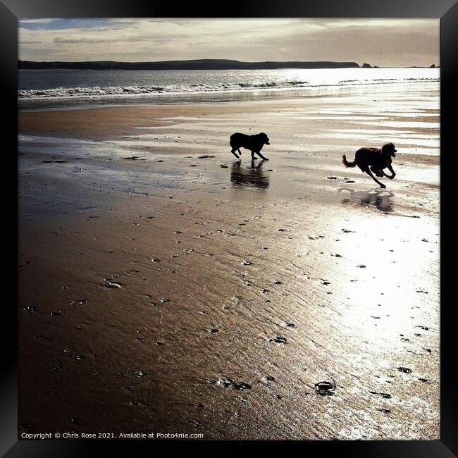 Two dogs running on a beach Framed Print by Chris Rose