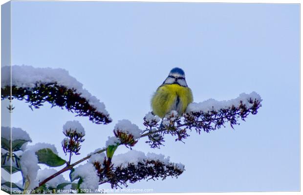 A Blue Tit perched in the snow Canvas Print by Julie Tattersfield