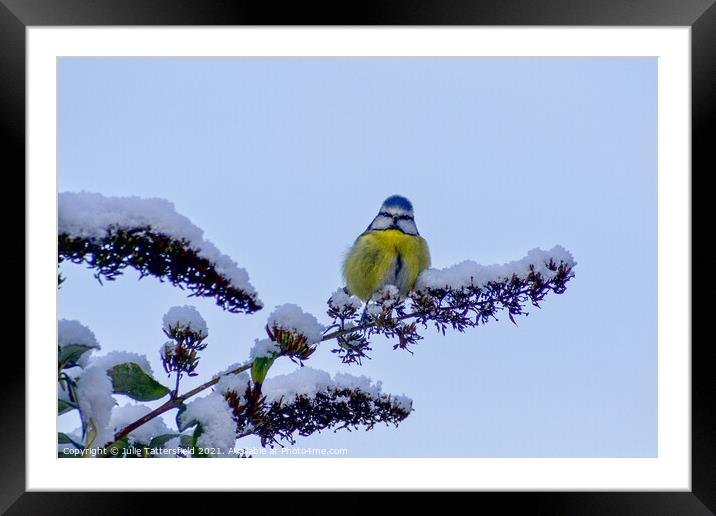 A Blue Tit perched in the snow Framed Mounted Print by Julie Tattersfield