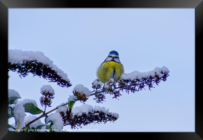A Blue Tit perched in the snow Framed Print by Julie Tattersfield