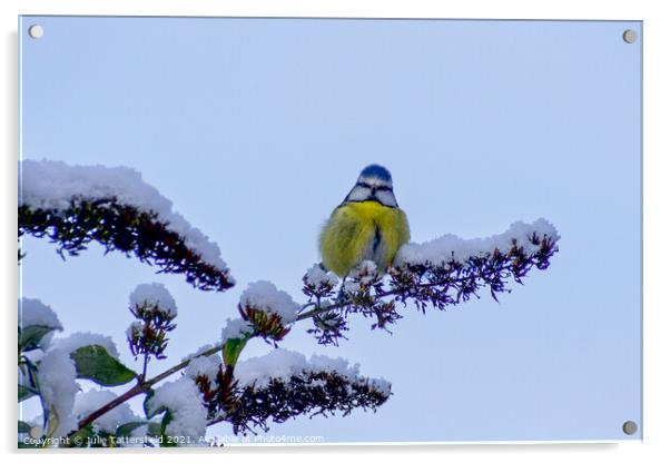 A Blue Tit perched in the snow Acrylic by Julie Tattersfield