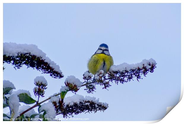 A Blue Tit perched in the snow Print by Julie Tattersfield