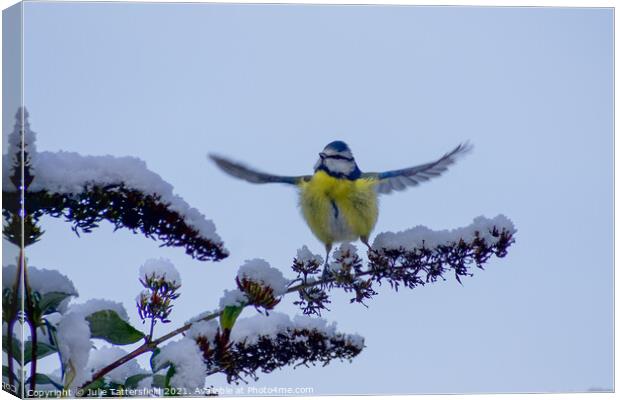 Blue Tit ready to fly! Canvas Print by Julie Tattersfield