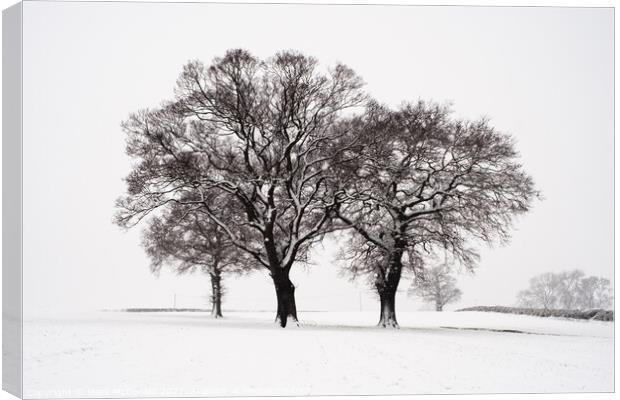The Three Trees Canvas Print by Mark McDonald