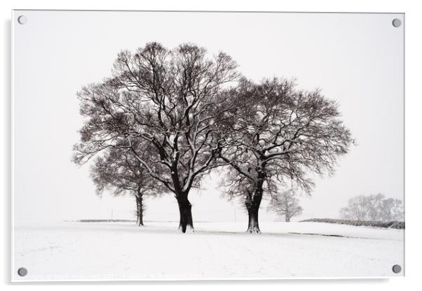 The Three Trees Acrylic by Mark McDonald