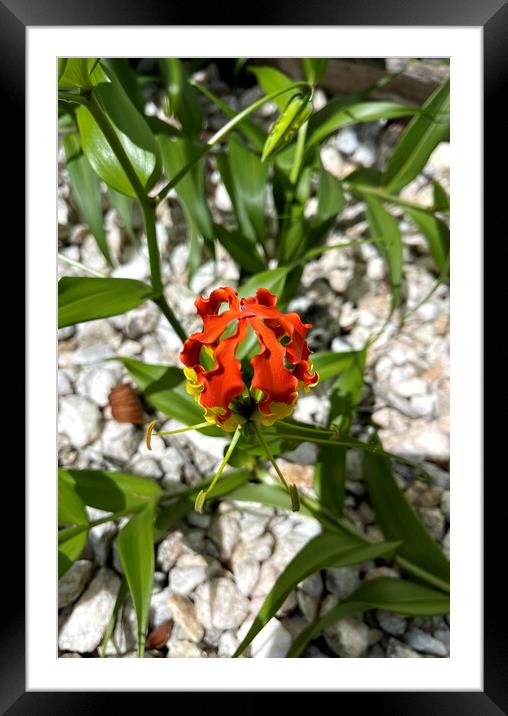Glory Lily, or Flame Lily, Flower Framed Mounted Print by Antonio Ribeiro