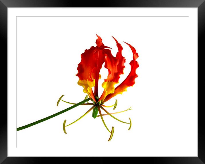Glory Lily, or Flame Lily, Flower Framed Mounted Print by Antonio Ribeiro