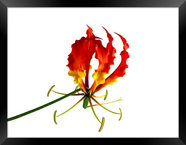 Glory Lily, or Flame Lily, Flower Framed Print by Antonio Ribeiro