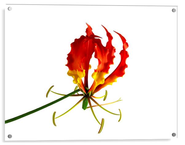 Glory Lily, or Flame Lily, Flower Acrylic by Antonio Ribeiro