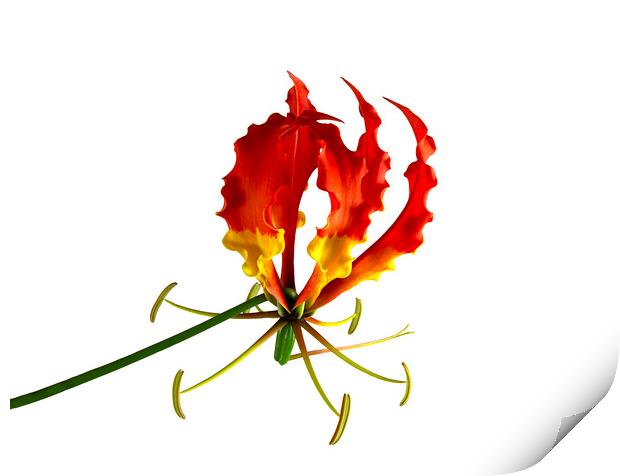 Glory Lily, or Flame Lily, Flower Print by Antonio Ribeiro