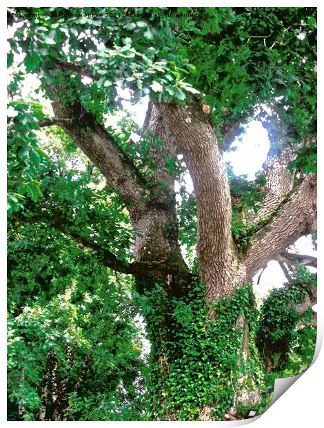 Ivy covered tree Print by Stephanie Moore