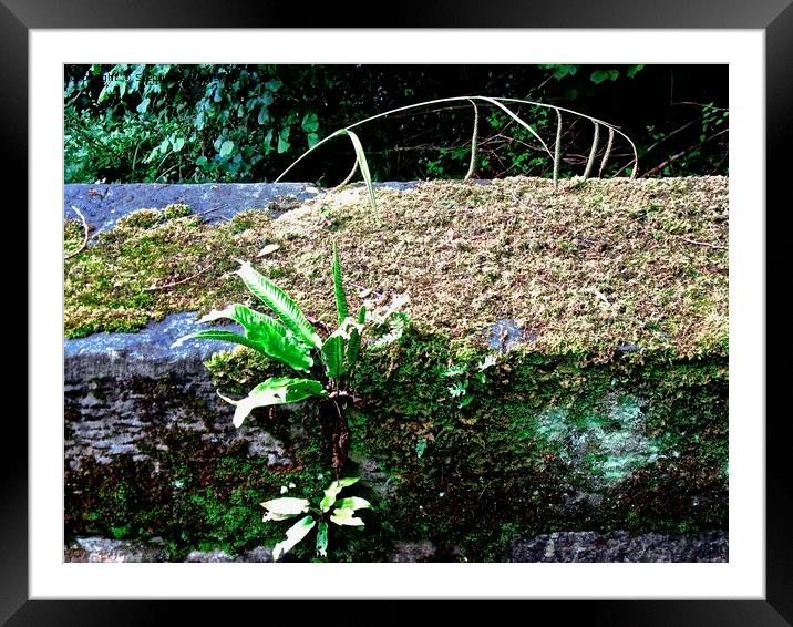 plants on an ancient bridge Framed Mounted Print by Stephanie Moore