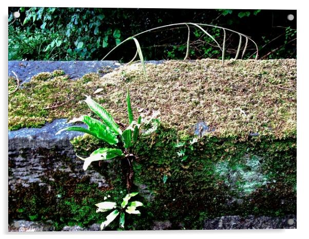plants on an ancient bridge Acrylic by Stephanie Moore