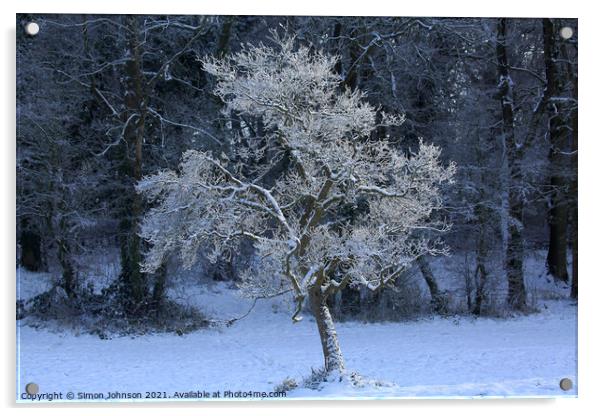 sunlit frosted tree Acrylic by Simon Johnson