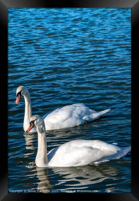 Swans on Wimbledon Common Framed Print by Simon Connellan