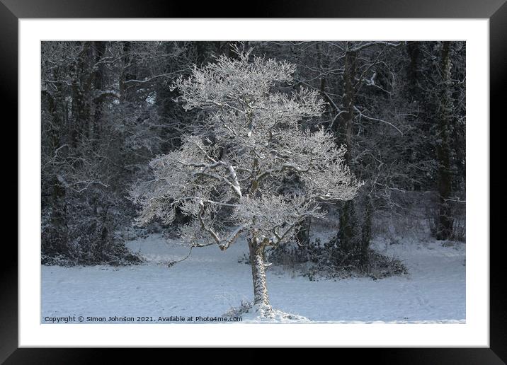 sunlit  frosted tree Framed Mounted Print by Simon Johnson