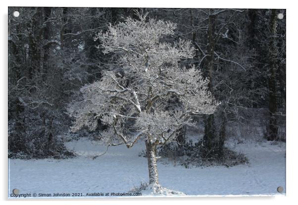 sunlit  frosted tree Acrylic by Simon Johnson