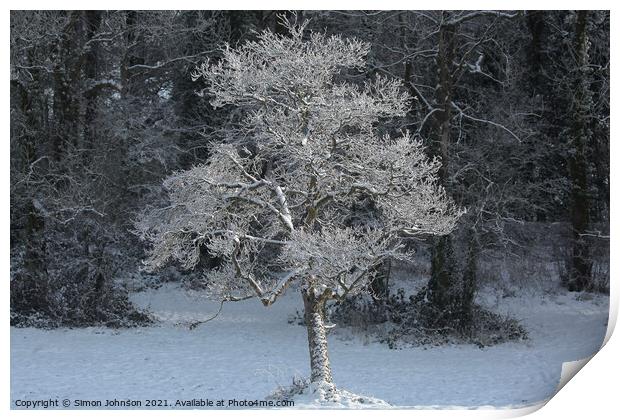 sunlit  frosted tree Print by Simon Johnson