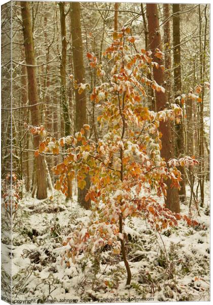 snow clad tree with autumn leaves Canvas Print by Simon Johnson