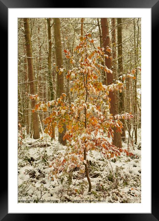 snow clad tree with autumn leaves Framed Mounted Print by Simon Johnson