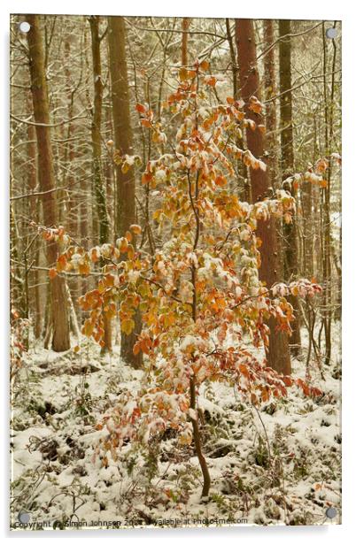 snow clad tree with autumn leaves Acrylic by Simon Johnson