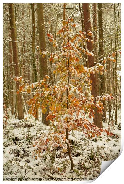 snow clad tree with autumn leaves Print by Simon Johnson