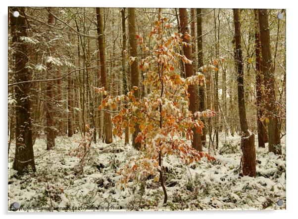  autumn leaves and woodland snow Acrylic by Simon Johnson
