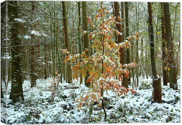 snow clad beech tree Canvas Print by Simon Johnson