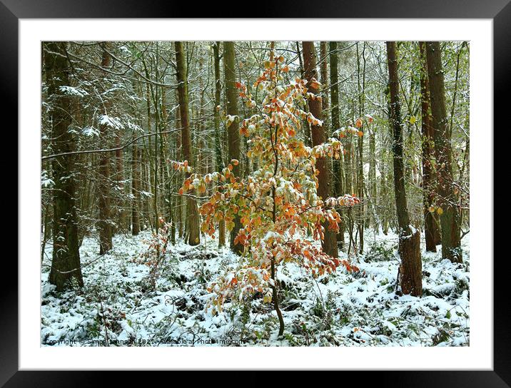 snow clad beech tree Framed Mounted Print by Simon Johnson