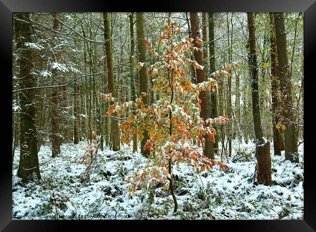 snow clad beech tree Framed Print by Simon Johnson