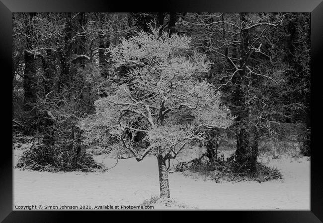 woodland snow Framed Print by Simon Johnson