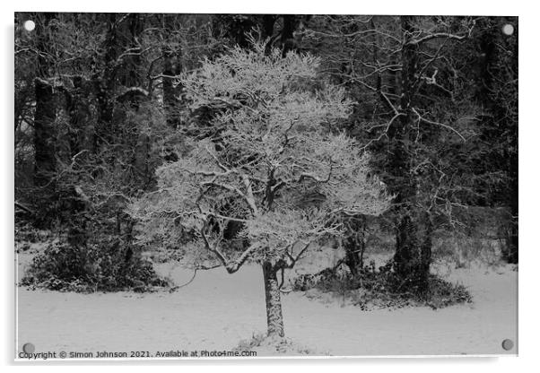 woodland snow Acrylic by Simon Johnson