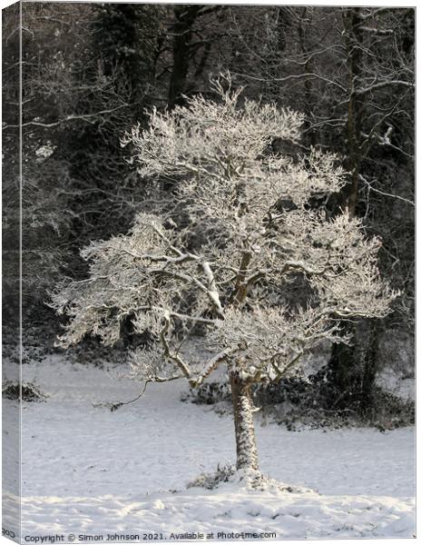 A tree with snow on the ground Canvas Print by Simon Johnson