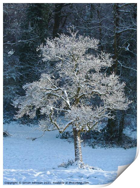 frosted tree Print by Simon Johnson