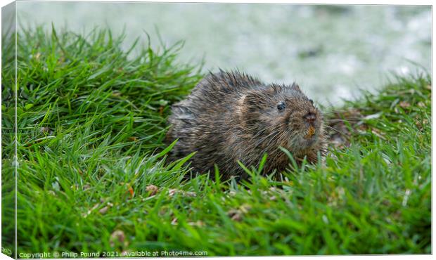 Water vole on a grassy bank near a river Canvas Print by Philip Pound