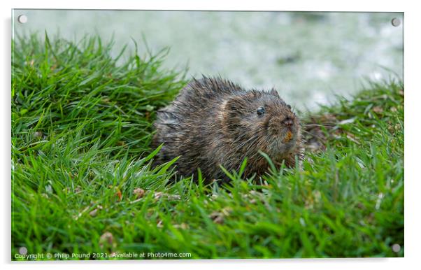 Water vole on a grassy bank near a river Acrylic by Philip Pound