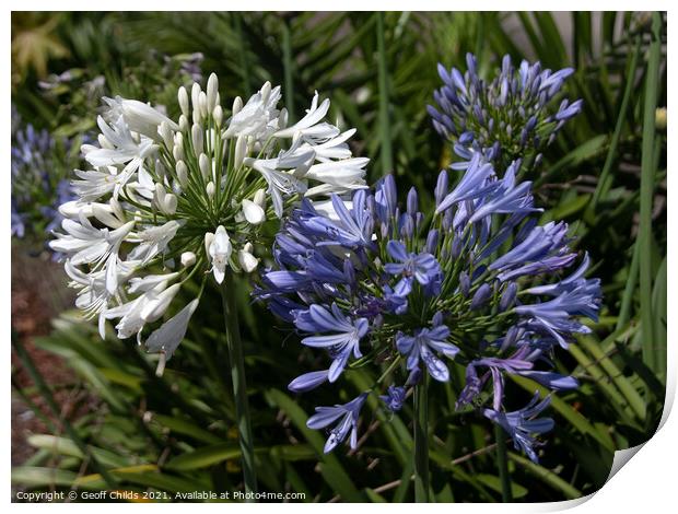 White and lavender Agapanthus Blossoms. Print by Geoff Childs