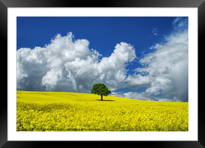 Oilseed Landscape  Framed Mounted Print by Alison Chambers