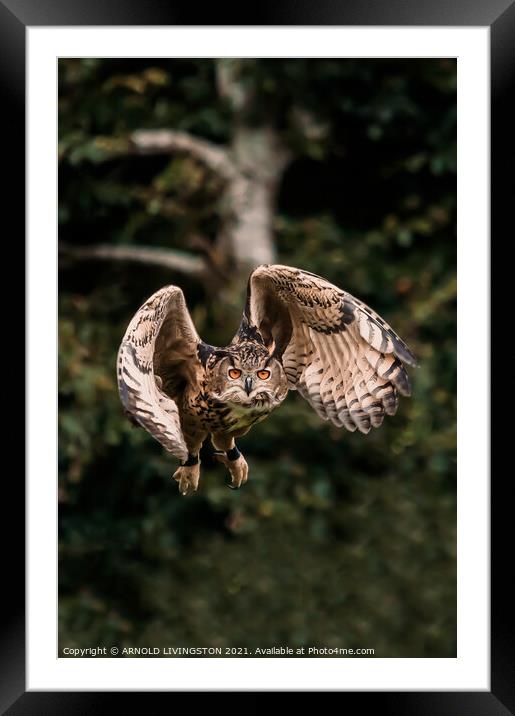 Owl in flight Framed Mounted Print by Arnie Livingston