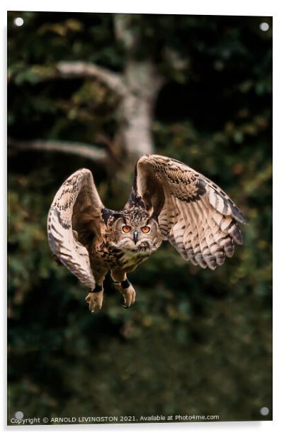 Owl in flight Acrylic by Arnie Livingston