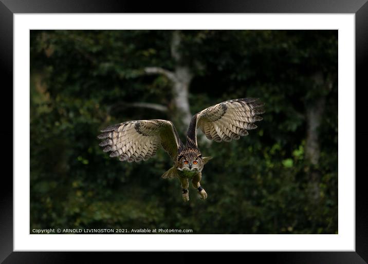 Majestic Owl Soaring Above Forest Canopy Framed Mounted Print by Arnie Livingston