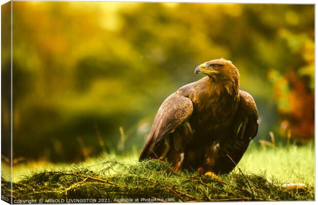 Golden eagle Canvas Print by Arnie Livingston